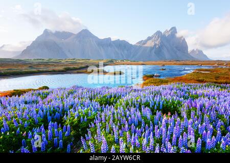 Wunderschöne Landschaft mit blühenden Blumenfeldern in der Nähe berühmter Stokksnes Berge am Vestrahorn cape, Island Stockfoto