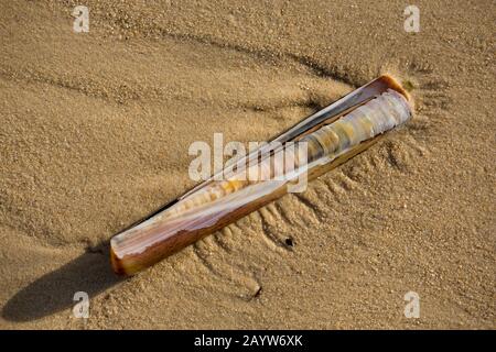 Ein leerer Pod razorfish, oder Rasierklingenschale, Enis siliqua, wurde bei Ebbe an einem sandigen Strand in der Intertidalzone aufgespült. Dorset England GB Stockfoto