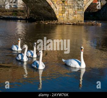 River Tyne, Haddington, East Lothian, Schottland, Großbritannien, 17. Februar 2020. Wetter in Großbritannien: Die Sonne scheint am Flussufer der Nungate Bridge mit dem Wasserstand nach kurzem starken Regen, der durch den Hochwassermarker angezeigt wird. Eine Familie von Schwänen und Zygnen schwimmt im Fluss, der sich im Wasser widerspiegelt Stockfoto