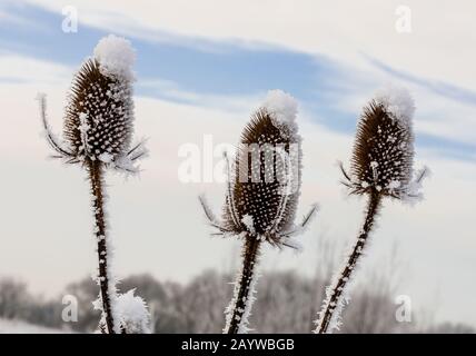 Blick um einen sehr kalten und gefrorenen Cowpen Bewley Woodland Park, Billingham, Teesside, County Durham, England, VEREINIGTES KÖNIGREICH Stockfoto