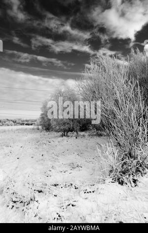 Blick um einen sehr kalten und gefrorenen Cowpen Bewley Woodland Park, Billingham, Teesside, County Durham, England, VEREINIGTES KÖNIGREICH Stockfoto