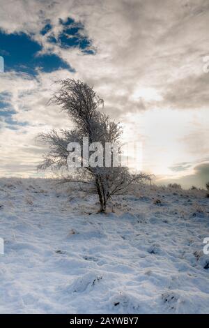 Blick um einen sehr kalten und gefrorenen Cowpen Bewley Woodland Park, Billingham, Teesside, County Durham, England, VEREINIGTES KÖNIGREICH Stockfoto