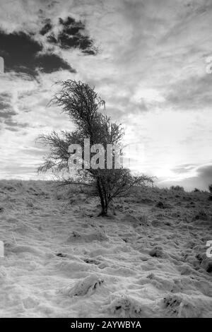 Blick um einen sehr kalten und gefrorenen Cowpen Bewley Woodland Park, Billingham, Teesside, County Durham, England, VEREINIGTES KÖNIGREICH Stockfoto