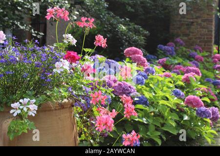 Ein schöner Topf voller sommerlicher Bettzeug in voller Blüte, vor dem Hintergrund farbenfroher Hydrangeen. Sommergarten im europäischen Hintergrund, mit Cop Stockfoto