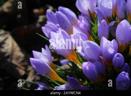 Eine Gruppe wunderschöner hellvioletter Krokusblüten, die im Frühling von der Sonne beleuchtet werden. Mit Kopierbereich. Stockfoto