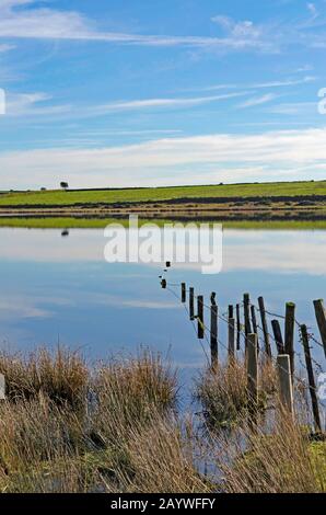 Dozmary Pool am bodmin Moor in cornwall, england, großbritannien Stockfoto