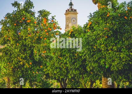 Mandarinenbäume mit Obstzweigen im Stadtzentrum, grüner Garten mit Mandarinbaum mit reifen Früchten. Orangenbäume in Orangengarten. Ripen c Stockfoto