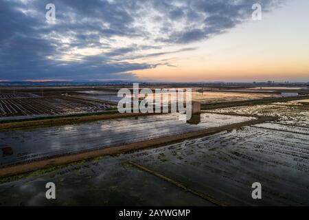 Luftaufnahme von Reisfeldern, Scharen von Vögeln und landwirtschaftlichen Maschinen bei Sonnenuntergang auf See Albufera. Comunidad Valenciana Stockfoto
