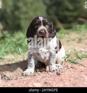Schöne Welpen deutscher Wachtel Hund im Frühjahr Stockfoto