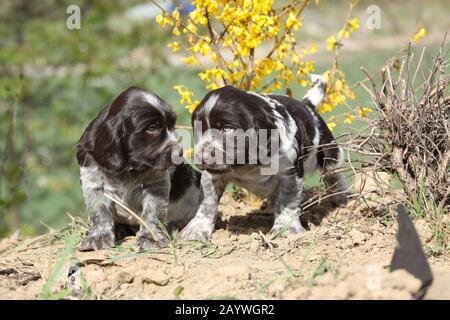 Schöne Welpen deutscher Wachtel Hund im Frühjahr Stockfoto