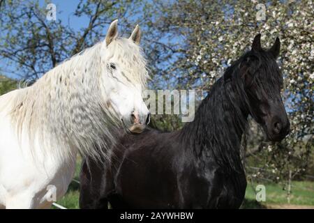 Weisses andalusisches Pferd mit schwarzem Friesschen Pferd im Frühjahr Stockfoto