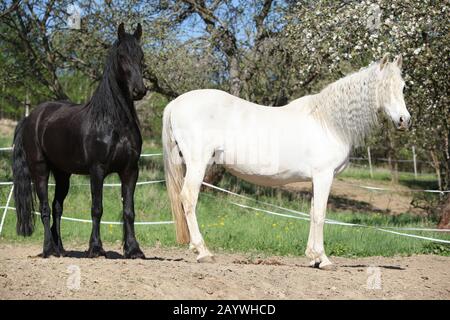 Weisses andalusisches Pferd mit schwarzem Friesschen Pferd im Frühjahr Stockfoto