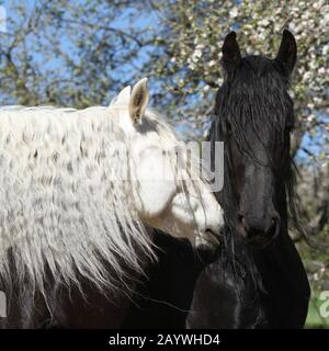 Weisses andalusisches Pferd mit schwarzem Friesschen Pferd im Frühjahr Stockfoto