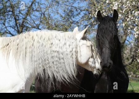 Weisses andalusisches Pferd mit schwarzem Friesschen Pferd im Frühjahr Stockfoto