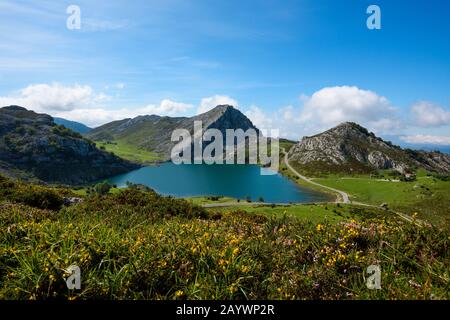 Enolsee in Bergen mit Kühen und Scheichen auf grüner Weide. Nationalpark Picos de Europa, Spanien Stockfoto