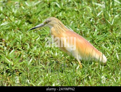 Ein Raureiher auf der Jagd nach Beute. (Ardeola ralloides) Amboseli-Nationalpark, Kenia Stockfoto