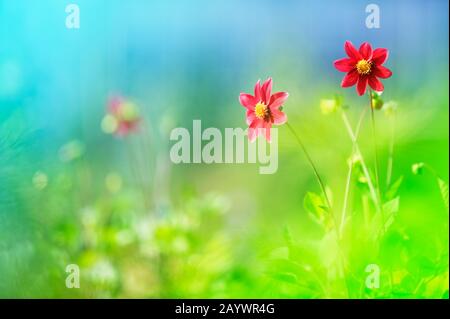 Dahlien im Blumenbeet. Weiche Schärfentiefe für Bilder mit geringer Schärfentiefe. Stockfoto