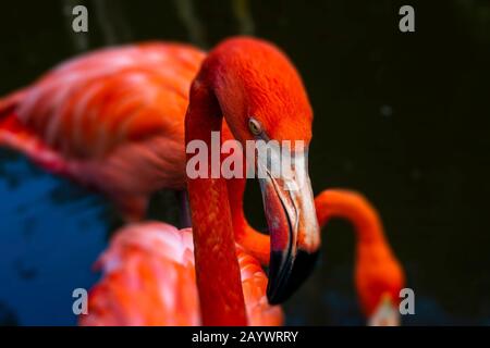 Pink Flamingos In Wasser, Tropical Bird Photography, Flamingos Close Up, Wetland Nature Reserve, Das Beste Flamingos Stockfoto