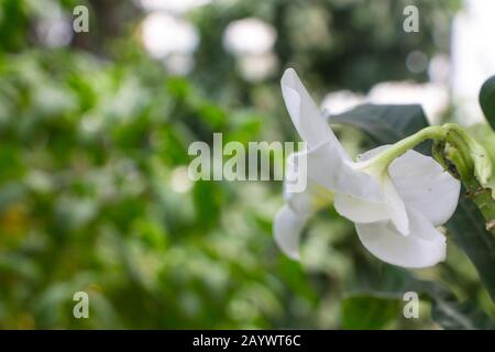 Weiße frangipani plumeria tropische exotische Blume Stockfoto