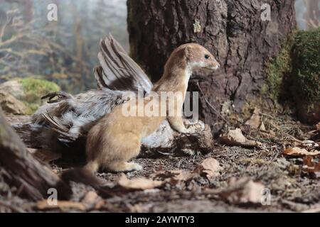 Stoat (Mustela erminea) fing einen Vogel. Kurzschwänziger Wiesel essend. (Diorama am MNH in Neuchâtel) Stockfoto
