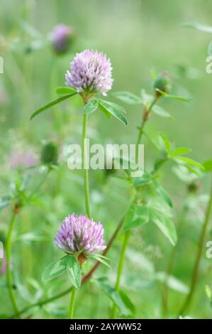 Rotklee (Trifolium Pratense) Blumen Stockfoto