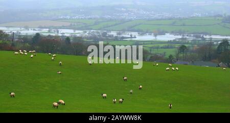 Überschwemmte Ax Valley in East Devon, Großbritannien während des Sturms Dennis. Schafherde weiden auf dem Hügel. Stockfoto