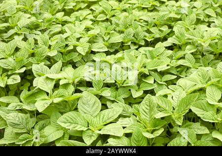 Grüner Amaranth Feld Hintergrund, Blattgemüse, Getreidepflanze, Quelle der Proteine und Aminosäuren im Garten, in der Landwirtschaft und Ihre eigenen Wachsen Stockfoto