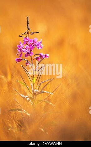 Feuerkraut/Weidenkraut (Epilobium angustifolium) im Gerstenfeld. Selektiver Fokus und geringe Schärfentiefe. Stockfoto