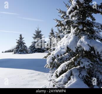 Fichten, Picea, bei den schweren Schnee bedeckt, sonnigen Tag nach Schnee Sturm. Stockfoto