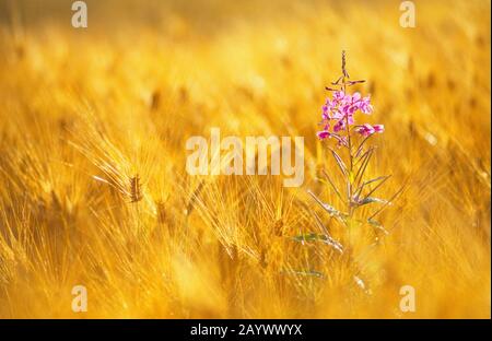 Feuerkraut/Weidenkraut (Epilobium angustifolium) im Gerstenfeld. Selektiver Fokus und geringe Schärfentiefe. Stockfoto