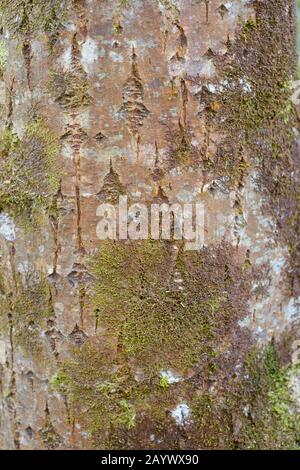 Nahaufnahme der Baumrinde "Goat Willow", Salix Caprea mit Liverwort, Dilated Scalewort, Frullania dilatata, Wales, Großbritannien Stockfoto