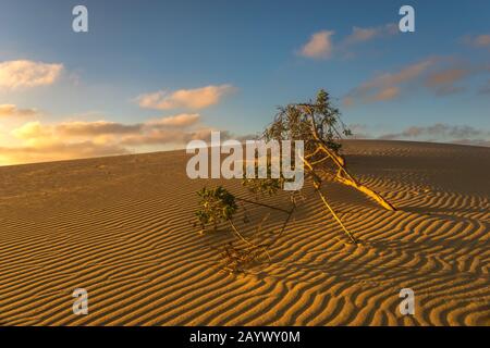 Grüner Baum, der von Sand in der Wüste begraben wurde Stockfoto