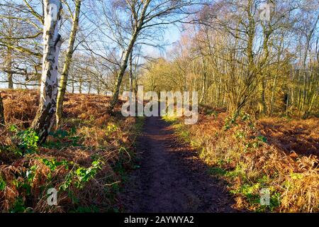 Schlammiger Fußweg am Rande des Sherwood Forest, der von Silberbirch und Eichenbäumen begrenzt wird. Stockfoto