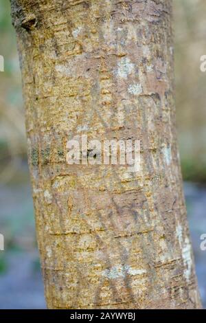 Nahaufnahme der Baumrinde von Wych Elm, Ulmus glabra, Wales, Großbritannien Stockfoto