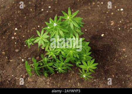 Das Bild zeigt Woodruff im Garten im Boden Stockfoto