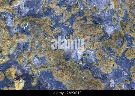 Nahaufnahme des Moos-Wachstums auf Kalksteinen Stockfoto