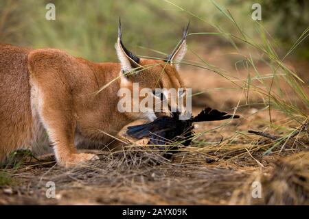 CARACAL Caracal Caracal mit A-Beute Stockfoto