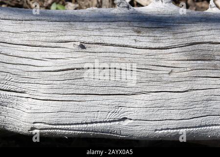 Nahaufnahme eines weißen Treibholzes Stockfoto
