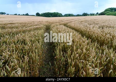 Mit Blick auf ein Feld reifender Feldfrüchte in der Landschaft von Shropshire entlang von Strecken, die in die Ferne führen. Stockfoto