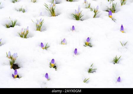 Crocus Blumen entstehen durch Schnee im Frühjahr Stockfoto