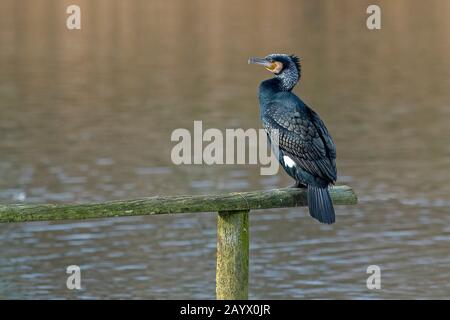 Great Cormorant-Phalacrocorax carbo auf dem Pfosten. Winter Stockfoto