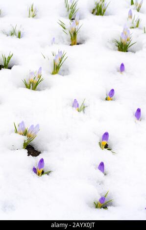 Crocus Blumen entstehen durch Schnee im Frühjahr Stockfoto