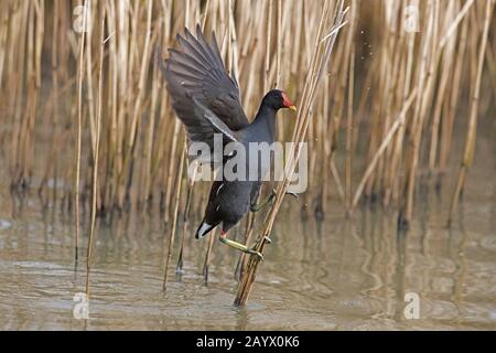 Moorhen-Gallinula chloropus klettert Schilf. Winter Stockfoto