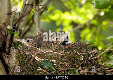 SINGDROSSEL Turdus Philomelos am NEST IN Normandie Stockfoto