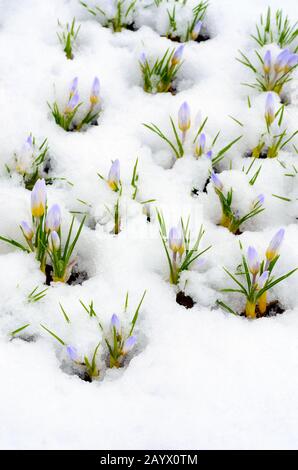 Crocus Blumen entstehen durch Schnee im Frühjahr Stockfoto