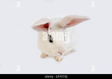 HOTOT KANINCHEN AUS DER NORMANDIE IN FRANKREICH Stockfoto