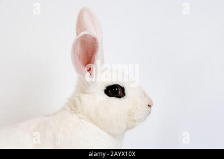 HOTOT KANINCHEN AUS DER NORMANDIE IN FRANKREICH Stockfoto