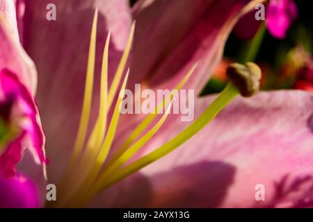 Die weiche Innenseite einer rosafarbenen Lilienblüte Stockfoto