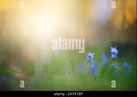 Blue scilla, siberian Squill (Scilla siberica) im Frühling Stockfoto