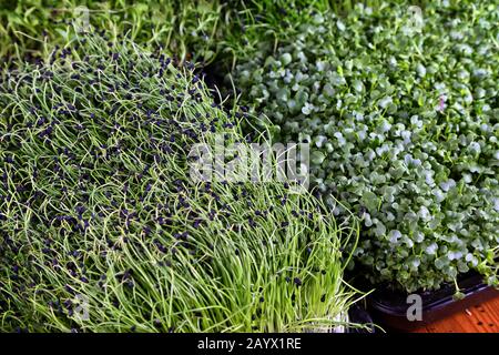 Gesunde und grüne Mikrogrünsprossen im Heimatgarten Stockfoto